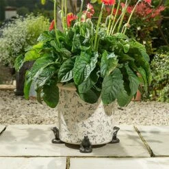 Jardinopia Plant Pot Feet Bronze Frog - Set Of 3 -Elho Shop 1177294 4