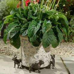 Jardinopia Plant Pot Feet Bronze French Bulldog -Elho Shop 1177301 3