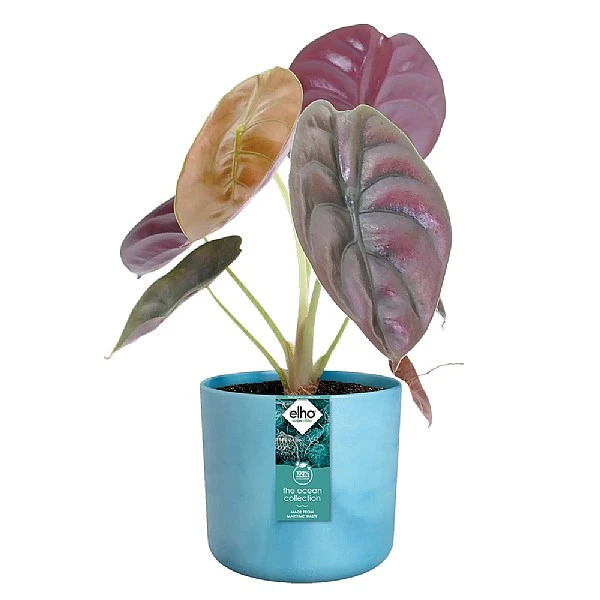 Elho The Ocean Collection Round Pot 22cm Atlantic Blue 4 Elho The Ocean Collection Round Pot 22cm Atlantic Blue - Image 2